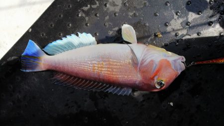 第二龍勢丸 釣果