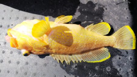 第二龍勢丸 釣果