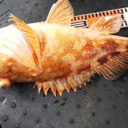 第二龍勢丸 釣果