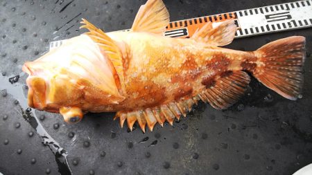 第二龍勢丸 釣果