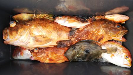 第二龍勢丸 釣果