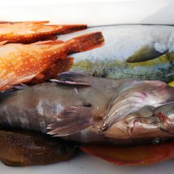 第二龍勢丸 釣果