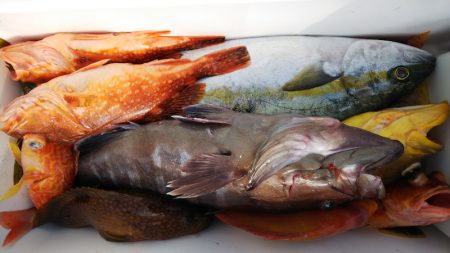 第二龍勢丸 釣果