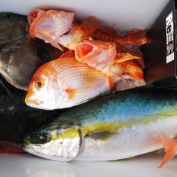 第二龍勢丸 釣果