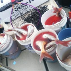 ブルドック 釣果