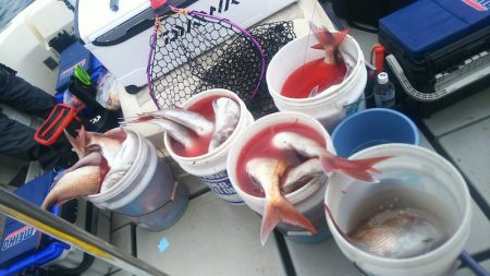 ブルドック 釣果