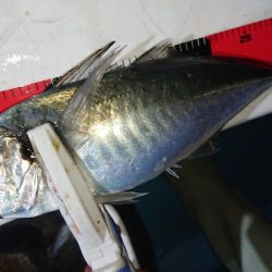 シースナイパー海龍 釣果