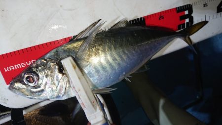 シースナイパー海龍 釣果