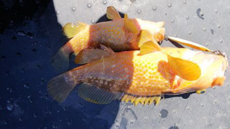 第二龍勢丸 釣果