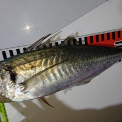 シースナイパー海龍 釣果