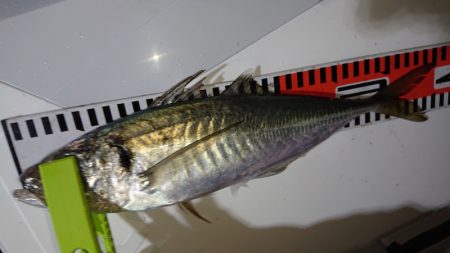 シースナイパー海龍 釣果