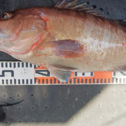 第二龍勢丸 釣果