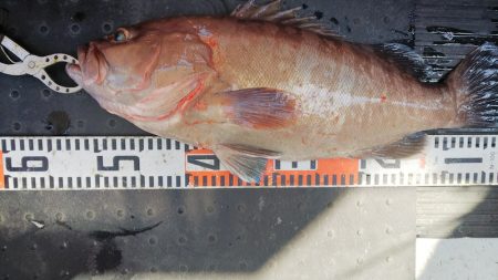 第二龍勢丸 釣果