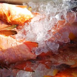 第二龍勢丸 釣果