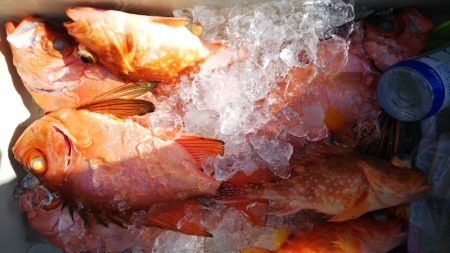 第二龍勢丸 釣果