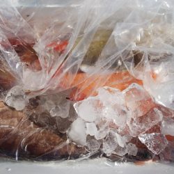 第二龍勢丸 釣果