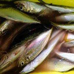 シースナイパー海龍 釣果