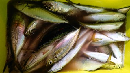 シースナイパー海龍 釣果