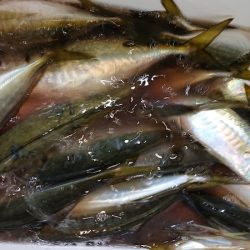 シースナイパー海龍 釣果