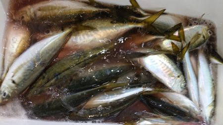 シースナイパー海龍 釣果