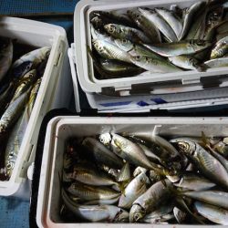 シースナイパー海龍 釣果