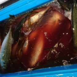 シースナイパー海龍 釣果