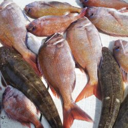 タイラバ遊漁船 ワンピース 釣果