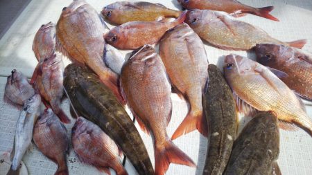 タイラバ遊漁船 ワンピース 釣果