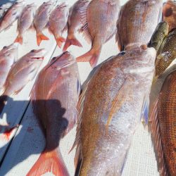 タイラバ遊漁船 ワンピース 釣果