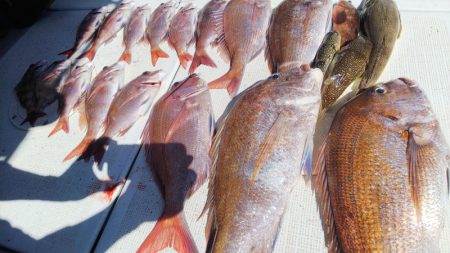 タイラバ遊漁船 ワンピース 釣果