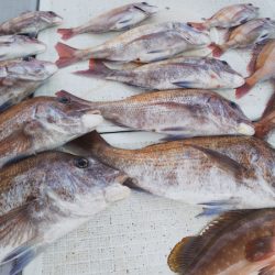 タイラバ遊漁船 ワンピース 釣果