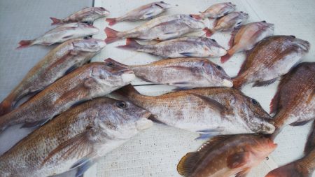 タイラバ遊漁船 ワンピース 釣果