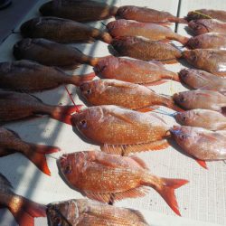 タイラバ遊漁船 ワンピース 釣果