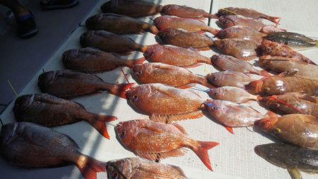 タイラバ遊漁船 ワンピース 釣果