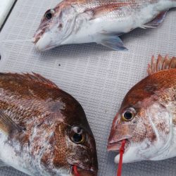 タイラバ遊漁船 ワンピース 釣果