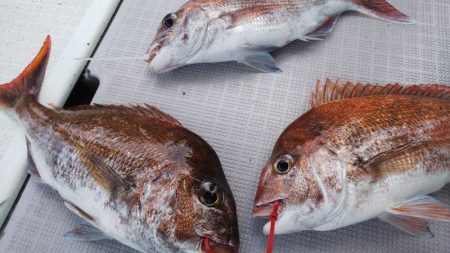 タイラバ遊漁船 ワンピース 釣果