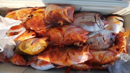 第二龍勢丸 釣果