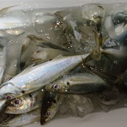 シースナイパー海龍 釣果