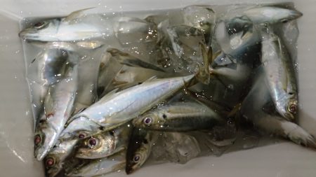 シースナイパー海龍 釣果