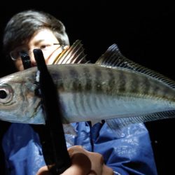 シースナイパー海龍 釣果