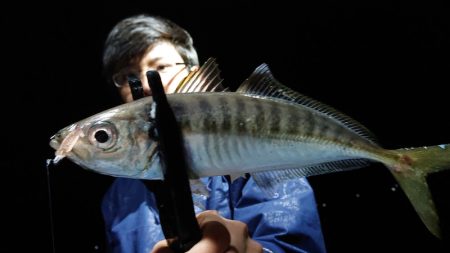 シースナイパー海龍 釣果