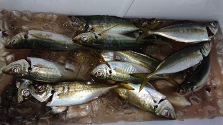 シースナイパー海龍 釣果