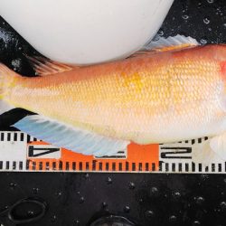 第二龍勢丸 釣果