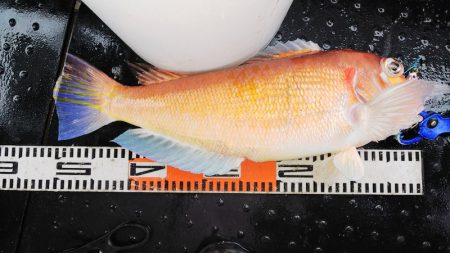 第二龍勢丸 釣果