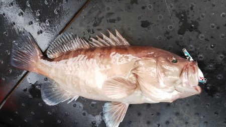 第二龍勢丸 釣果