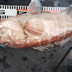 第二龍勢丸 釣果