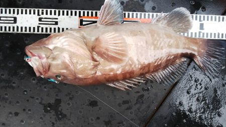 第二龍勢丸 釣果