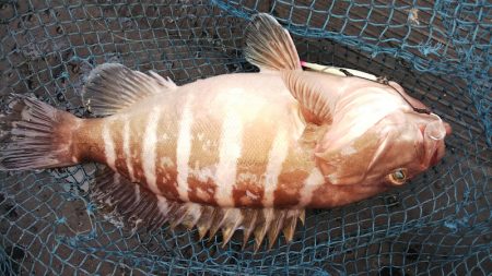 第二龍勢丸 釣果