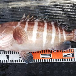 第二龍勢丸 釣果