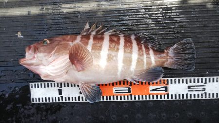 第二龍勢丸 釣果